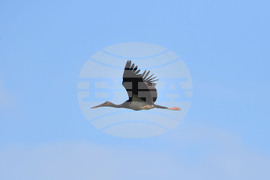 Село Брестовене - птици