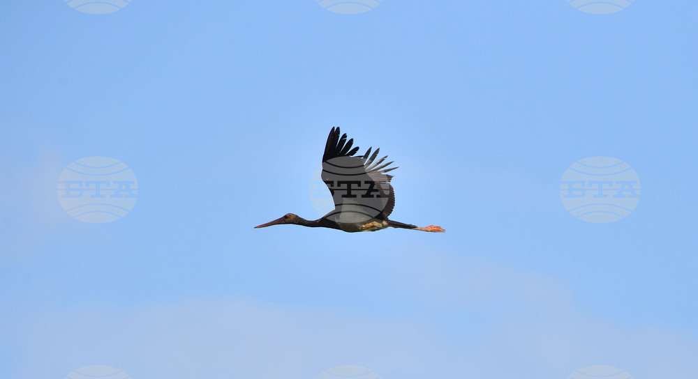 Село Брестовене - птици