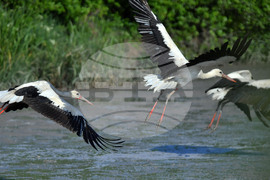 Село Брестовене - птици