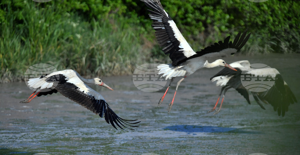 Село Брестовене - птици