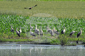 Село Брестовене - птици