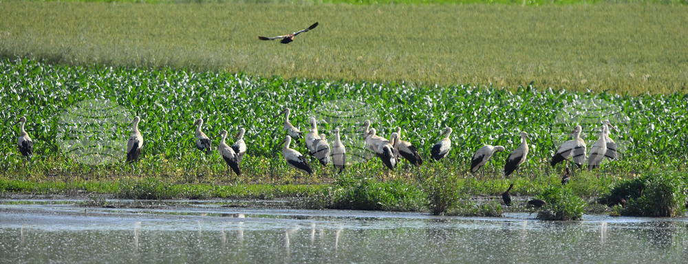 Село Брестовене - птици
