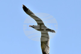 Село Брестовене - птици