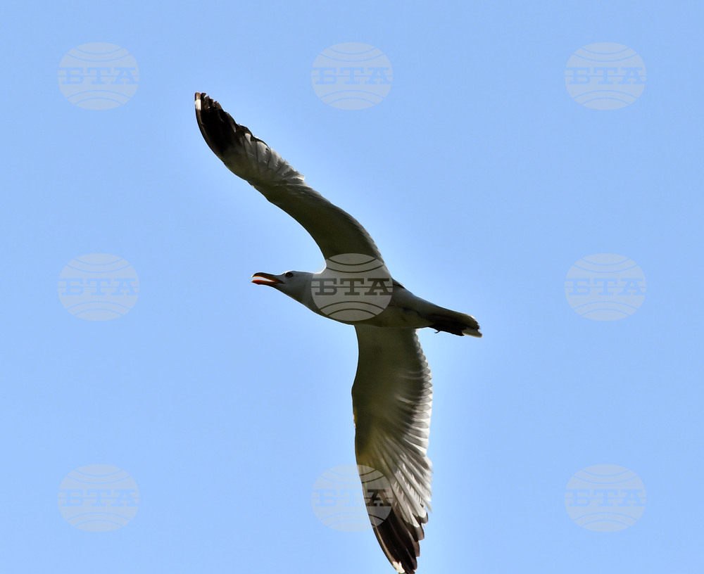 Село Брестовене - птици