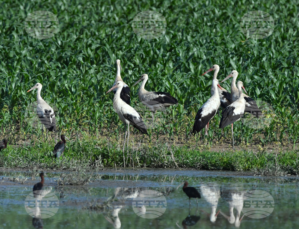 Село Брестовене - птици
