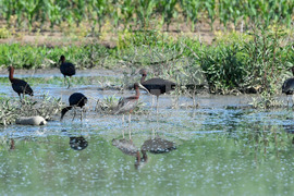 Село Брестовене - птици