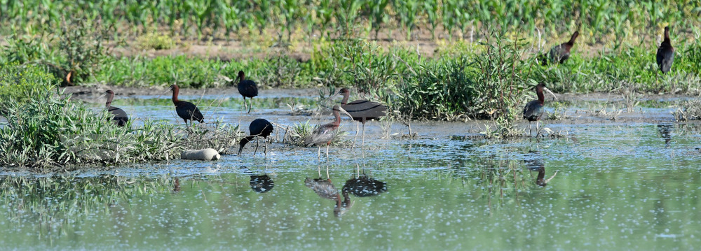 Село Брестовене - птици