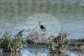 Село Брестовене - птици