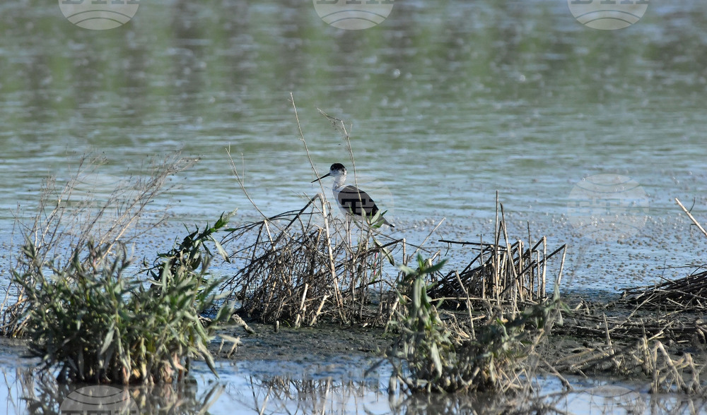 Село Брестовене - птици
