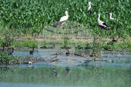 Село Брестовене - птици