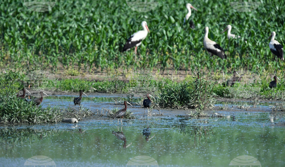 Село Брестовене - птици