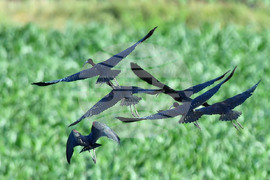 Село Брестовене - птици