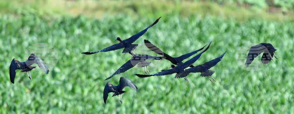 Село Брестовене - птици