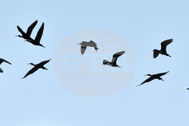 Село Брестовене - птици