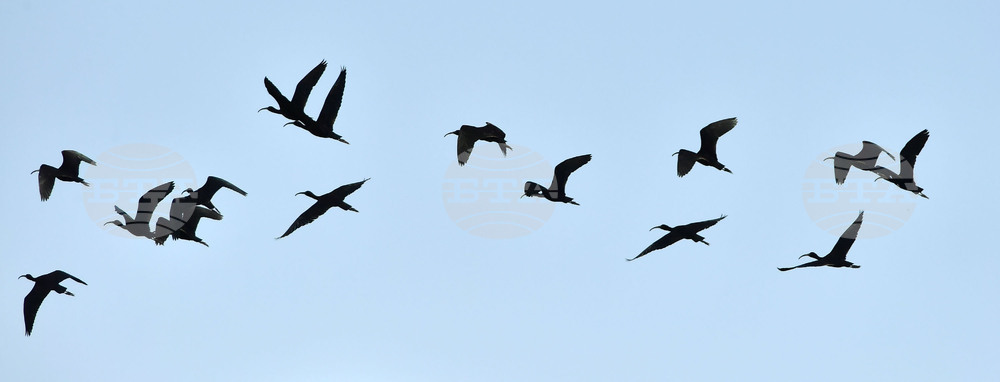 Село Брестовене - птици