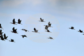 Село Брестовене - птици