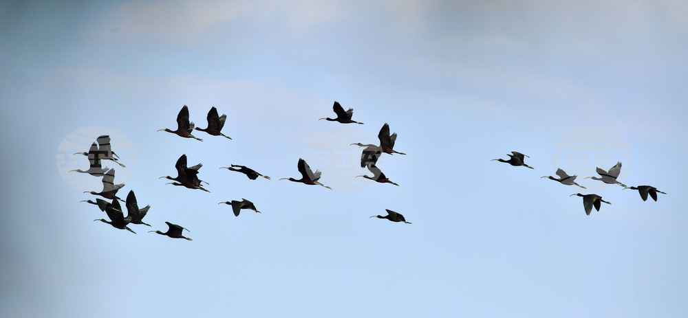 Село Брестовене - птици