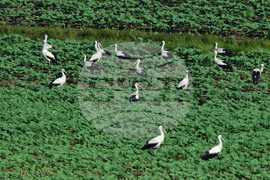 Село Брестовене - птици