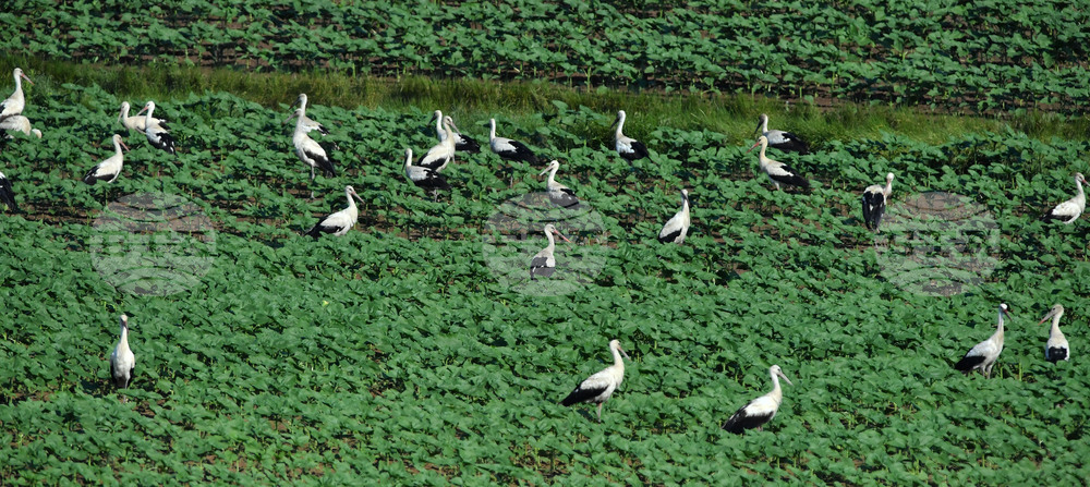 Село Брестовене - птици