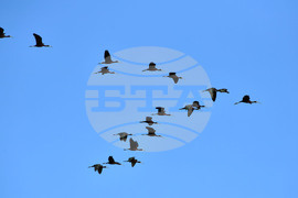 Село Брестовене - птици