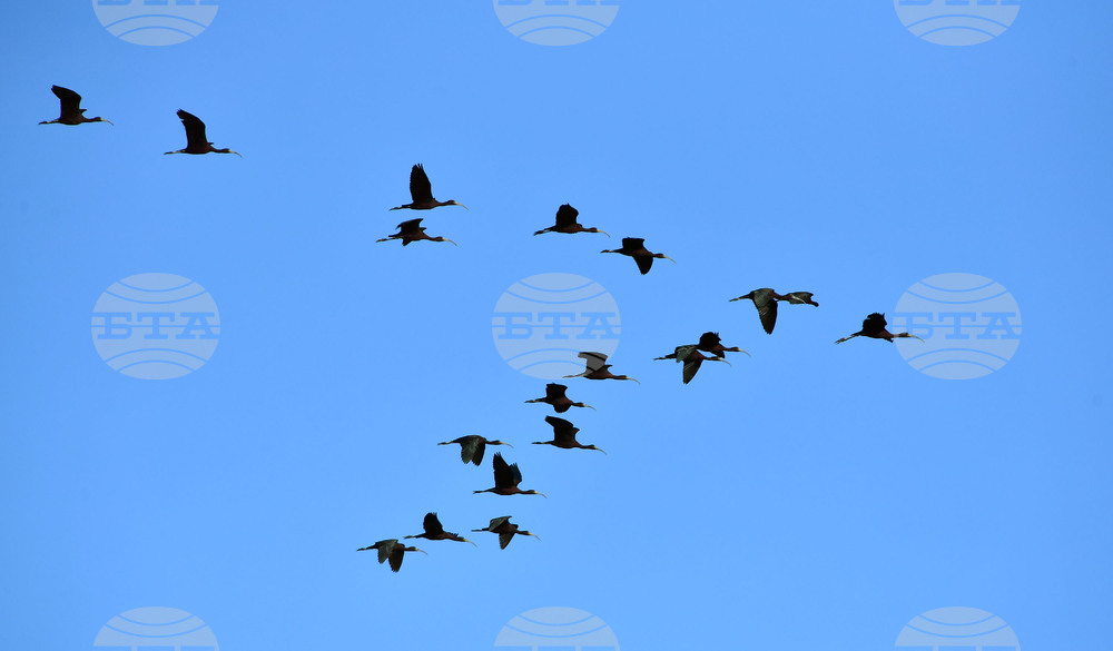 Село Брестовене - птици