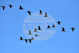 Село Брестовене - птици