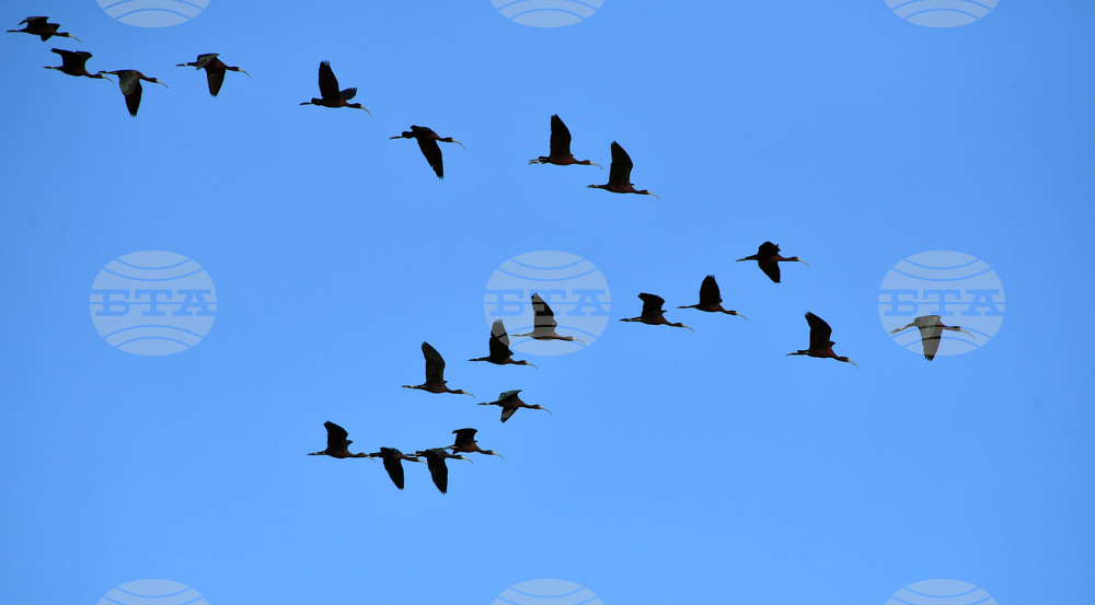 Село Брестовене - птици