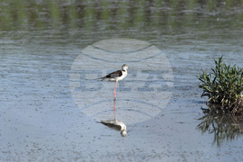 Село Брестовене - птици