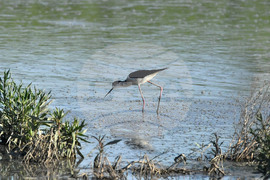 Село Брестовене - птици