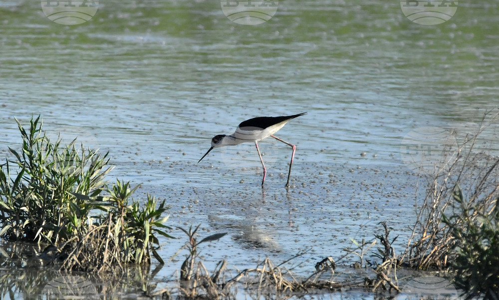 Село Брестовене - птици