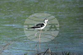 Село Брестовене - птици