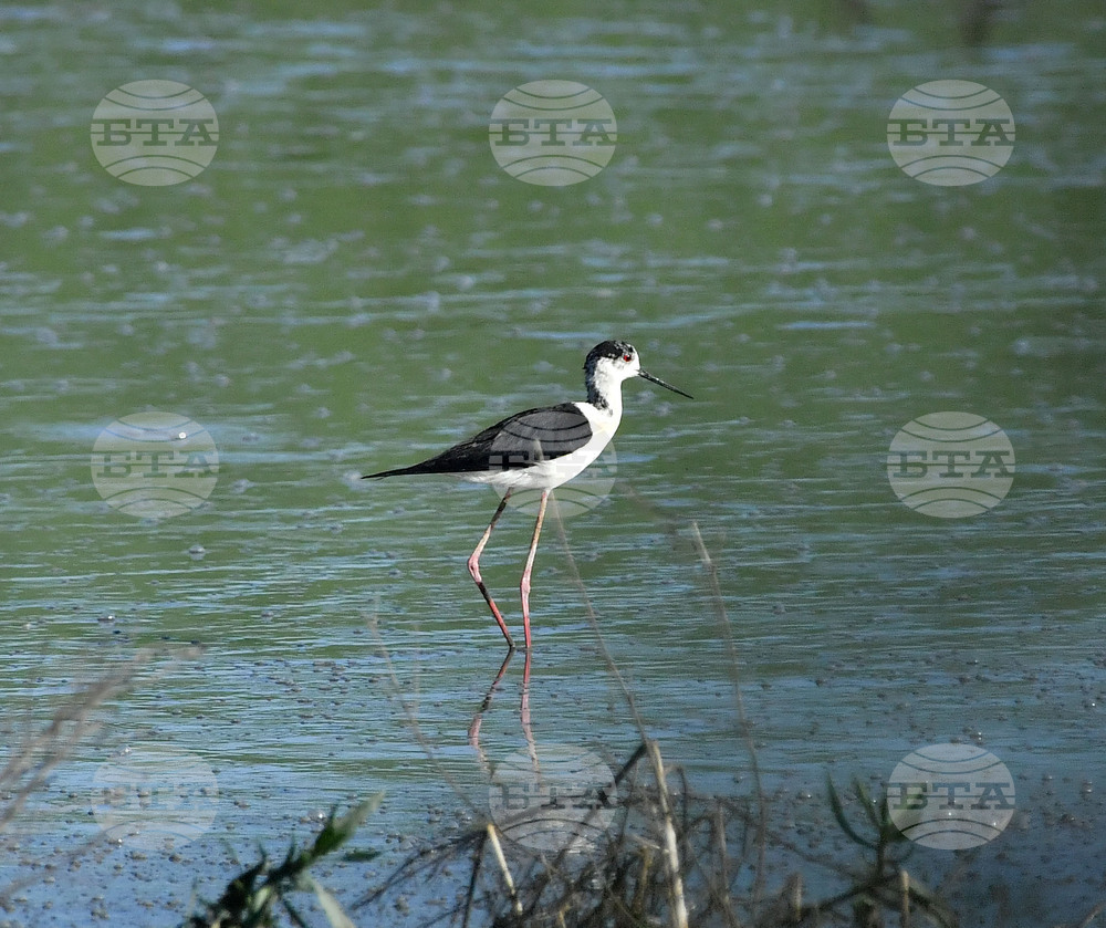 Село Брестовене - птици