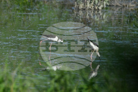 Село Брестовене - птици