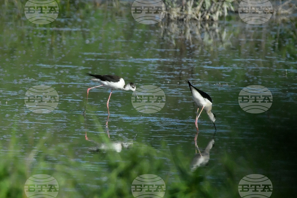 Село Брестовене - птици