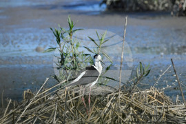 Село Брестовене - птици