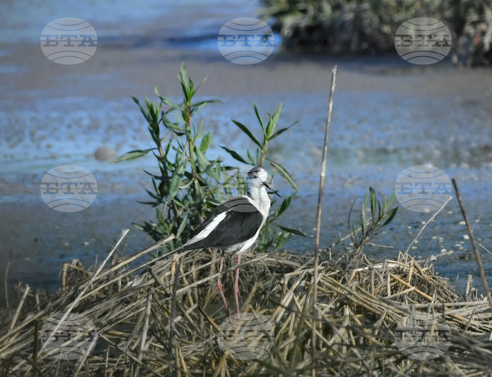 Село Брестовене - птици