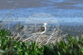 Село Брестовене - птици