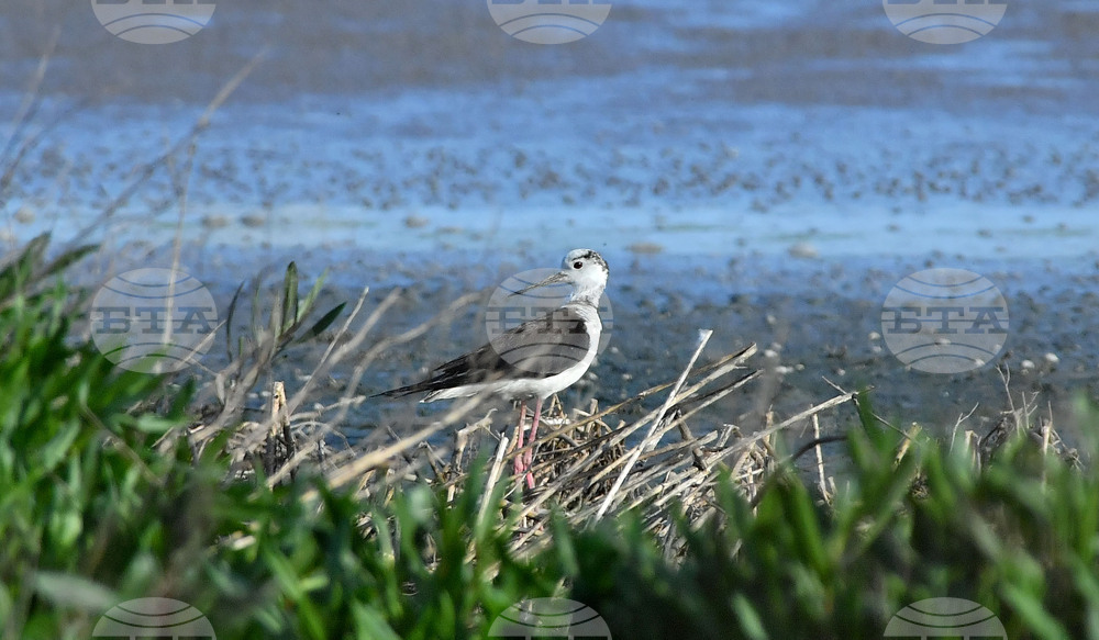 Село Брестовене - птици