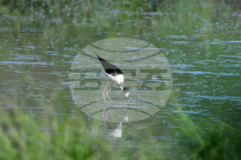 Село Брестовене - птици