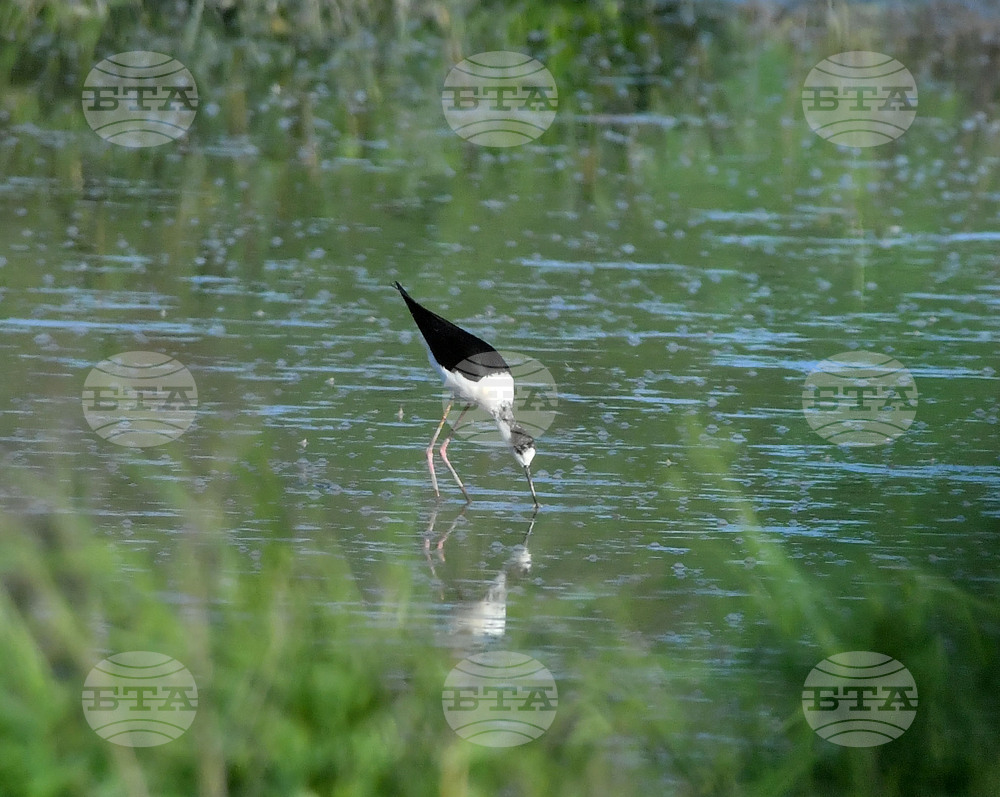 Село Брестовене - птици