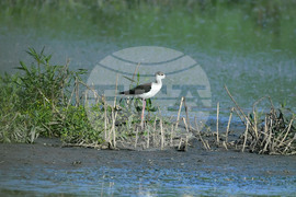 Село Брестовене - птици