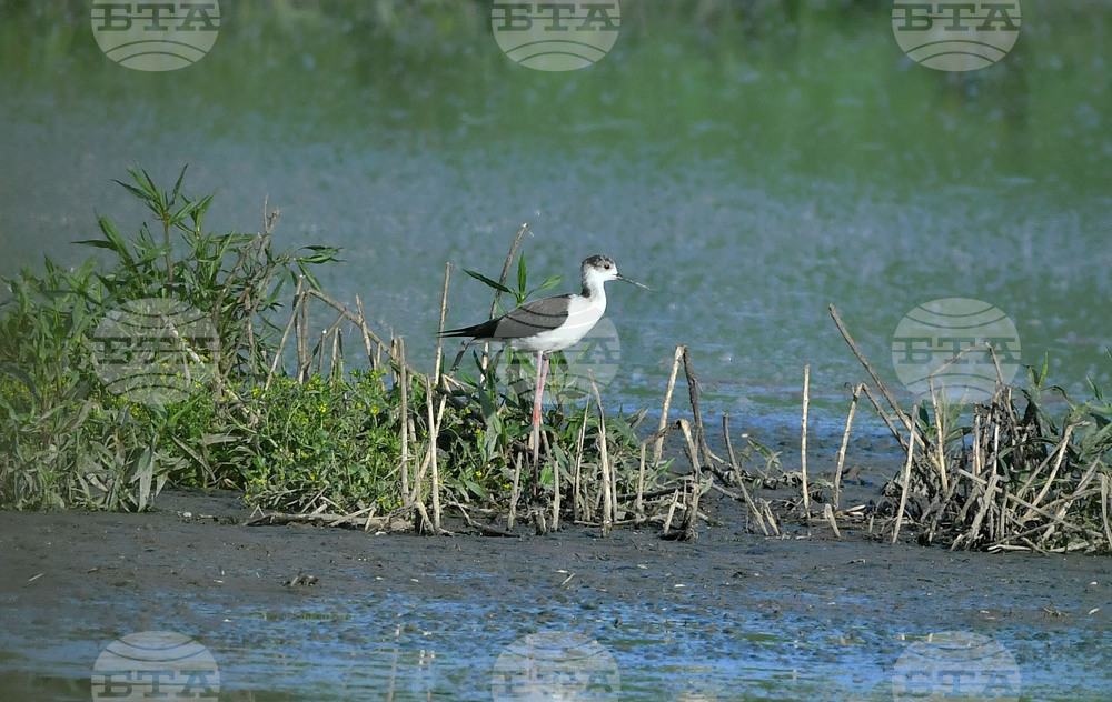 Унищожена е значителна част от растителността и местообитанията на територията на Алдомировското блато вследствие на пожар, съобщи МОСВ 