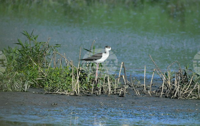 Унищожена е значителна част от растителността и местообитанията на територията на Алдомировското блато вследствие на пожар, съобщи МОСВ 