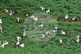 Село Брестовене - птици