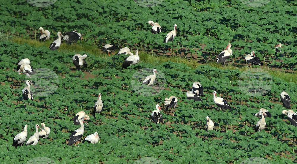 Село Брестовене - птици