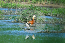 Село Брестовене - птици
