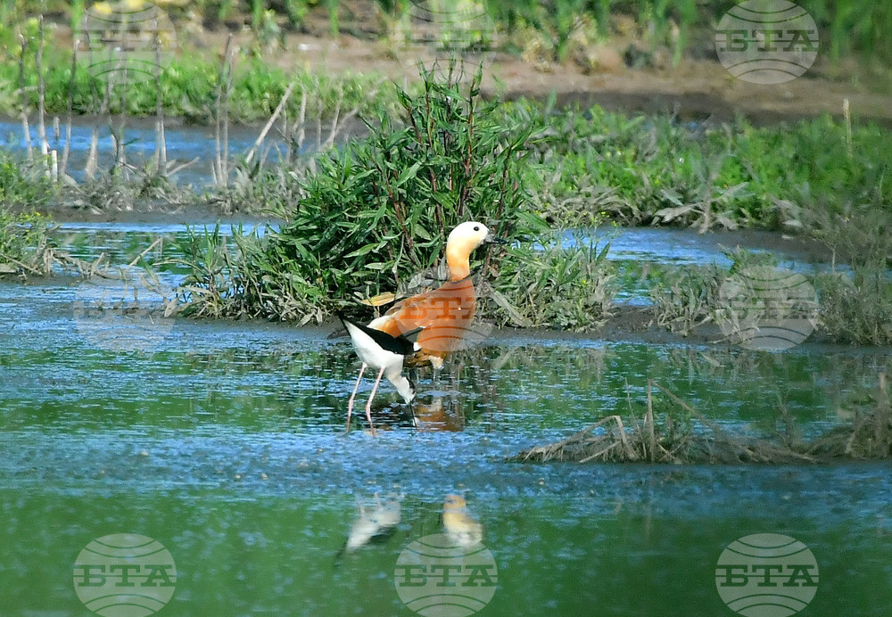 Село Брестовене - птици