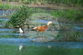 Село Брестовене - птици