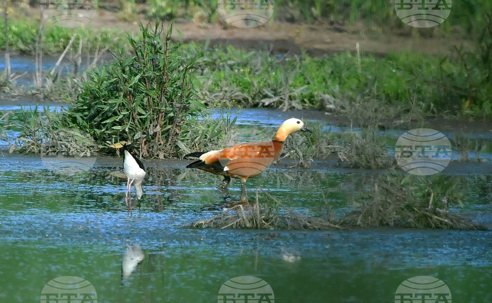 Село Брестовене - птици