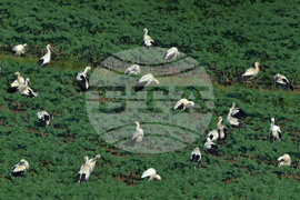 Село Брестовене - птици